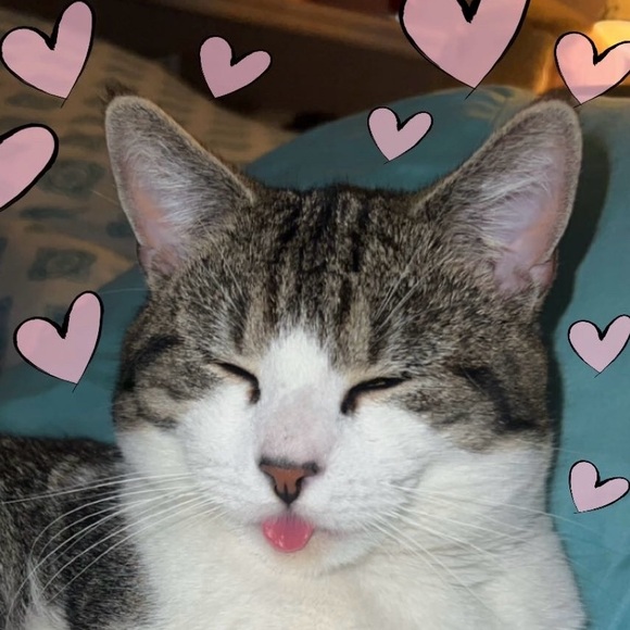 catsattacks